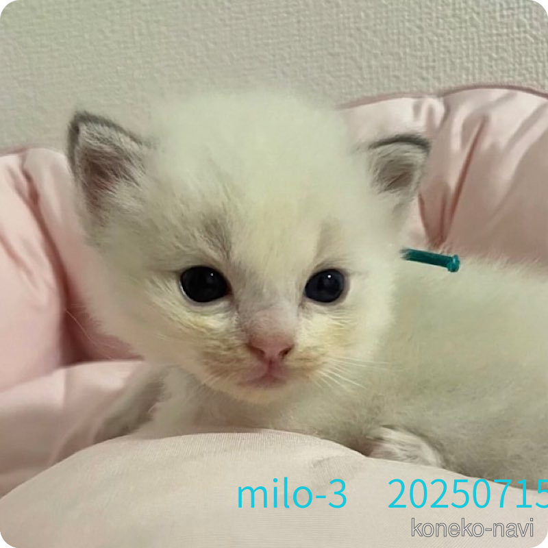 販売中の千葉県のラグドール-122579の3枚目
